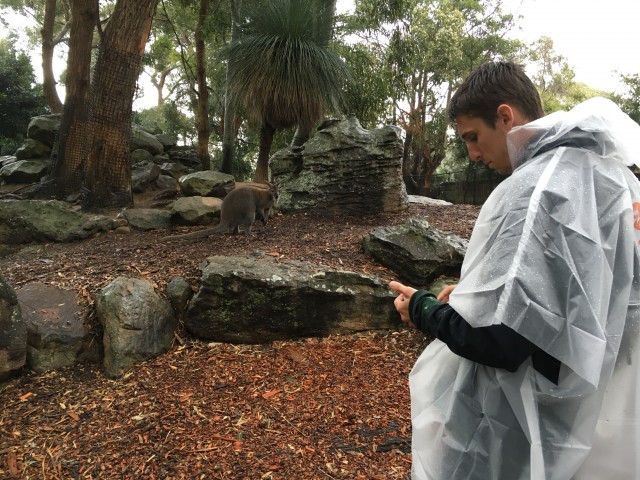 Beau Reilly checks out the selfie he took with the kangaroo 